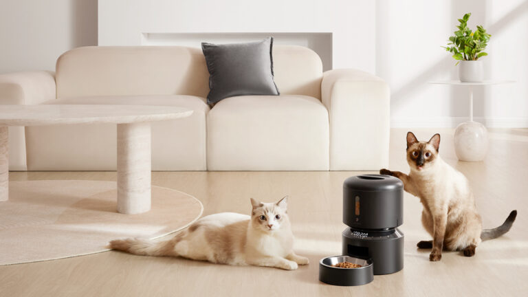 How to Train Your Cat to Use an Auto Feeder: A Step‑by‑Step Guide to Smart Feeding Success